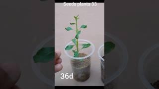 How to grow almond tree form seeds   50 days #seeds #tree #plants