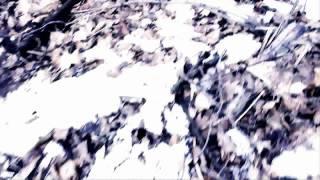 LoSt In ThE wOOdS