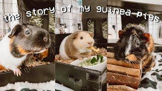 I RESCUED 3 GUINEA PIGS?!