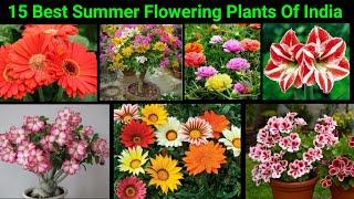 44 degree ki garmi me bhi dher sare Flowers dene  wale 15 paudhe | 15 Best Summer Flowering Plants