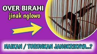 CARA MENGATASI MURAI OVER BIRAHI, JINAK dan NGLOWO TANPA UMBARAN