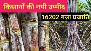 Colk 16202 Sugarcane Variety | Top Variety Of Sugarcane | CoS 18231 Sugarcane Variety | 16202 Ganna