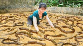 Catch A Lot Of Eels In The Swamp Goes To Countryside Market Sell | Phương Free Bushcraft