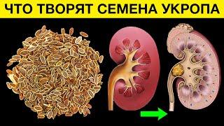 Что СЕМЕНА УКРОПА сделали с моими ПОЧКАМИ. Что творят семена укропа? Больше вреда, чем пользы?