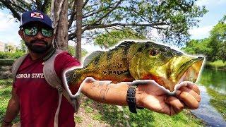 How And Where To Catch PEACOCK BASS In Florida