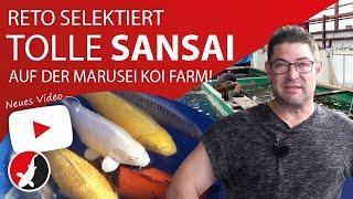 Reto selektiert tolle Sansai auf der Marusei Koi Farm!