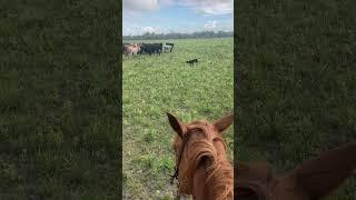 Cow dogs holding the bunch! #wildflorida #powpow #conservation #cowboy