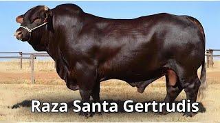 Raza de ganado Santa Gertrudis un Legado de Historia, Evolución y Características Únicas