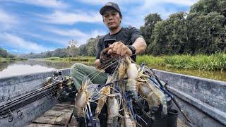 Tarikan Udang Galah Ban Canal ( Giant River Prawn Fishing / shrimp fishing )