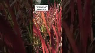 #plants #garden