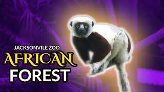 African Forest | Jacksonville Zoo and Gardens