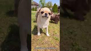 питомник чихуахуа Беларусь JudiTeilor - chihua.by