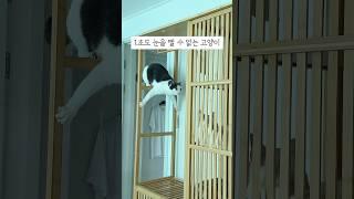 1초도 눈을 뗄 수 없는 고양이