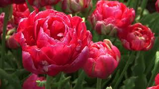 Renown Unique - Tulip    vdqbulbs.com.au