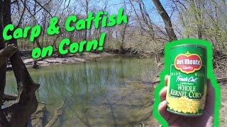 Creek Fishing for Carp AND Catfish on Corn! (awesome day)(Ohio)