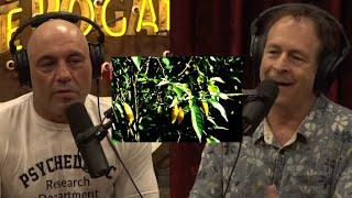 Joe Rogan and Rick Doblin, IBOGAINE Plant Is a MEDICINE OR DRUGS. It Can Give You HALLUCINATIONS. 