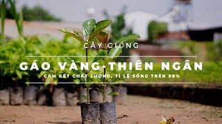 2023 Vườn ươm cây giống gáo vàng giá rẻ (thiên ngân). Thu hoạch chỉ sau 5 năm trồng - Cây Giống 4S