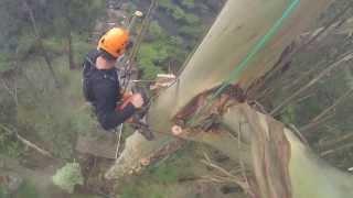 70 Metre Mountain Ash Removal