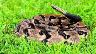 Canebrake Rattlesnake