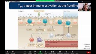 Differentiation of tissue-resident lymphocytes by Dr. Laura Mackay