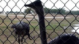 Ostrich - pecking