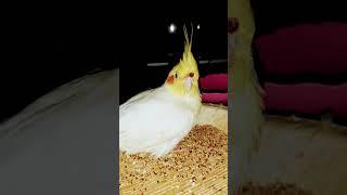 #look #comedy #funnyvideo #happy #satisfying #funny #funnyanimals #fun #cockatiel #nap #funnyshorts