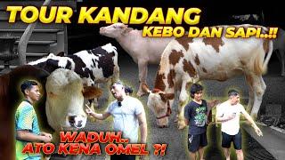 JANOKO JATOH TENGAH MALEM..?! TOUR KANDANG SAPI DAN KEBO BULE..!!