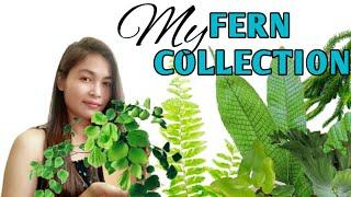 FERN collections|Fern identification