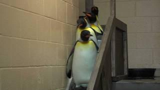 King Penguins Leaving Exhibit - Cincinnati Zoo