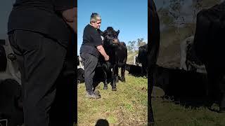 Sophie with her Hooman Mum. #shorts #cow #australia #farming #love #sophie