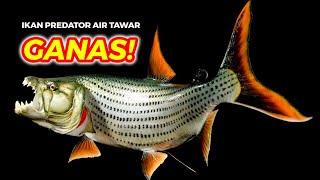 Top 10 Ikan Predator Air Tawar Paling Ganas