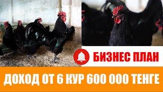 Австралорп | 6 тауықтан 600000 тг табыс бұл калай?