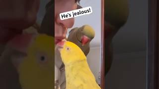 He’s jealous of mom’s kisses!  #talkingbird #talkingparrot #cuteanimals #funnyanimals #couple