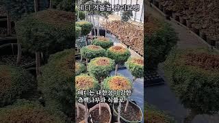겨울철 테디를 지키기 위해서 #전지, #둥근측백, #토피어리