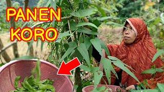 Panen KACANG KORO di Pekarangan Rumah l hidup di desa l vlog mbak retno