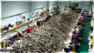 Why is Korean OYSTER so cheap? Korea's oyster mass production plant