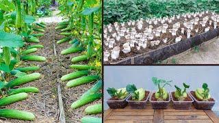 Organic Gardening Tips Collection For Beginners!