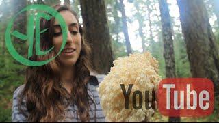 Bear's Head - Hericium abietis (Sister species to Lion's Mane)