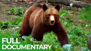 Wild Carpathia | Episode 1: Transylvania | Free Documentary Nature