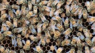 Beekeeping: A Feeder / Donor Hive.