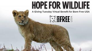 Hope for Wildlife: Virtual Benefit for Born Free USA