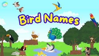 Birds Name | Learn Bird Names in English | Kids Vocabulary | English Educational Video