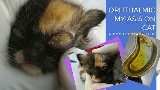 Myiasis in cat eyes!!
