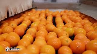 Capital Agro - Egyptian Orange For Export 2022 [Commercial Ad]