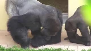 Silverback and his son, calmly observe a caterpillar.