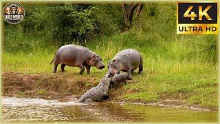 THE CROCODILE: Nature’s Most Explosive Predator in Action! | Animal Documentary