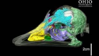 WitmerLab: ostrich brain, nasal cavity, and other air spaces - Rolling Animation