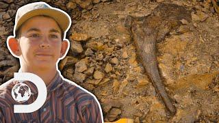 31-Inch Dinosaur Horn Fossil Found | Dino Hunters