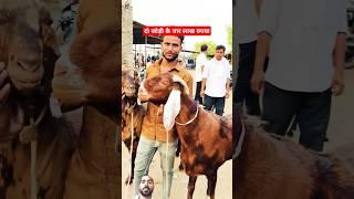 फैज़ाबाद मंडी का सबसे भारी बकरा||#shorts #youtubeshorts #bakraeid2024