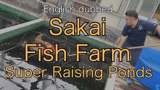 [Sakai Fish Farm Super Raising Pond]  Super Koi Talk 1-1-English dubbed